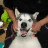 Dog-teeth-cleaning Dog-teeth-cleaning