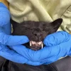 catdentalcleaning-768x1024