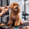 dog-grooming-in-colorado-2048x1365