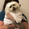 dogdental-768x1024